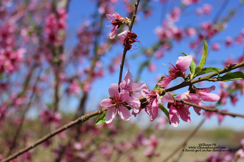 Cherry blossom Elham FB WWW.ElhamBanoo.Com- 2