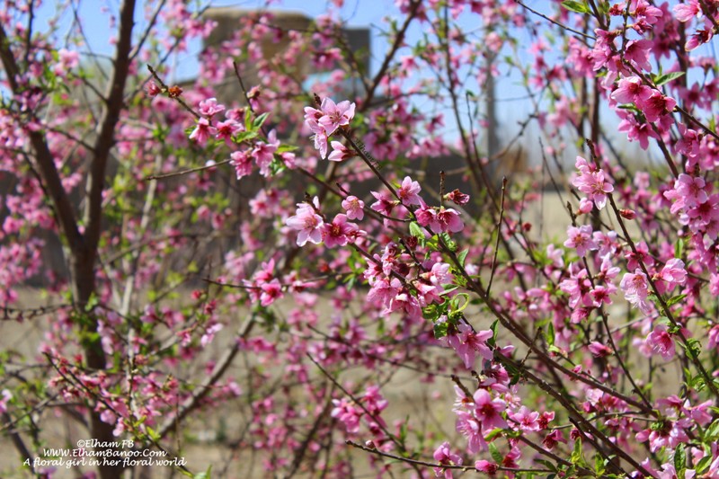 Cherry blossom ElhamFB WWW.ElhamBanoo.Com- 1